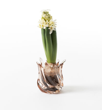 1 stk Svibel Floral Fantasy 1 stk Svibel Floral Fantasy